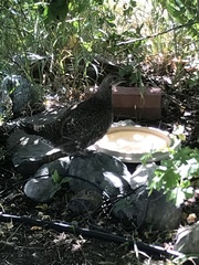 Dendragapus obscurus