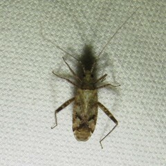 Phytocoris tiliae