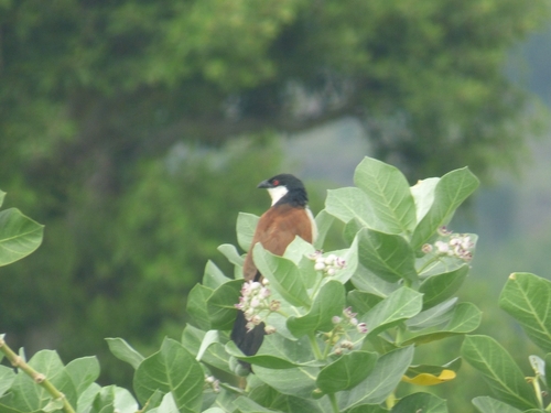 Senegal Coucal