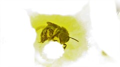 Caenaugochlora inermis