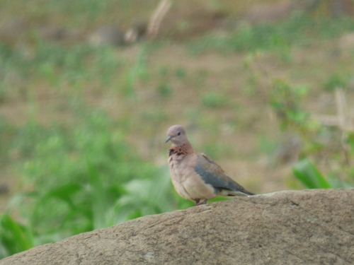 Laughing Dove