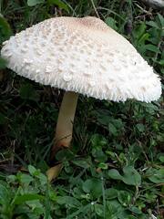 Macrolepiota gracilenta