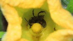 Caenaugochlora inermis