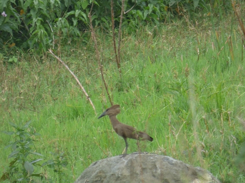 Hamerkop