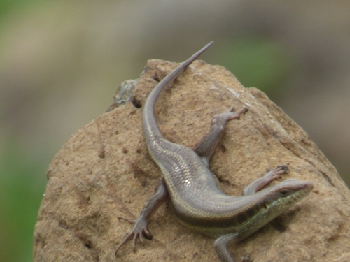 African Five-lined Skink