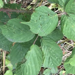 Rubus wirralensis