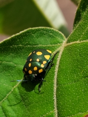 Pachycoris klugii