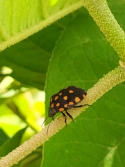 Pachycoris klugii