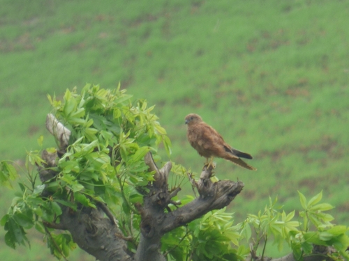 Fox Kestrel