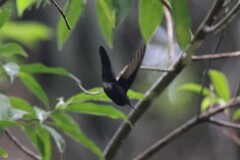 Anthracothorax nigricollis