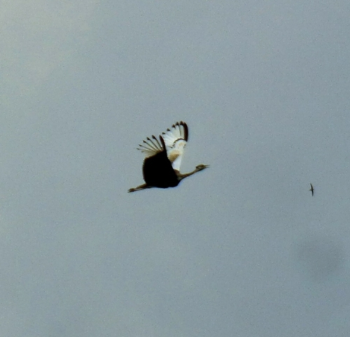 Black-bellied Bustard