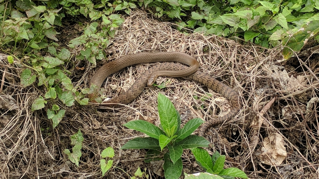 Oriental Rat Snake From Mui Wo, Hong Kong On March 18, 2018 At 11:05 Am 