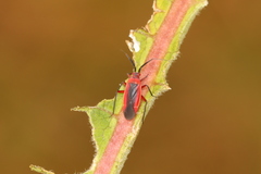 Lopidea instabilis