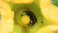 Caenaugochlora inermis