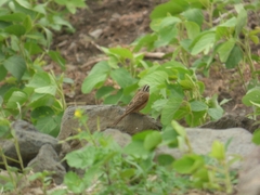 Emberiza goslingi