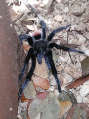 Tliltocatl epicureanus