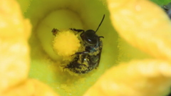 Caenaugochlora inermis