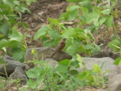 Emberiza goslingi