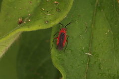 Lopidea instabilis