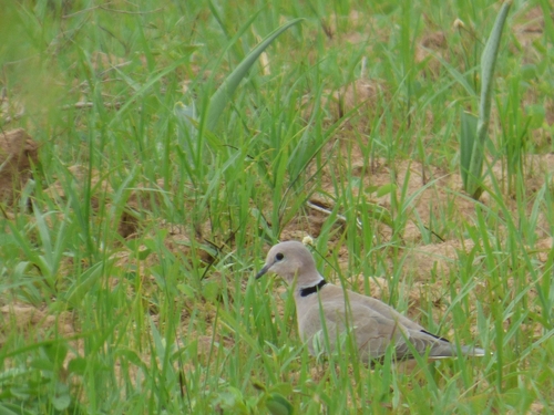 Vinaceous Dove