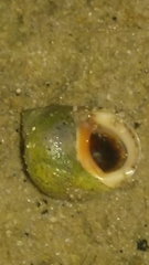 Littorininae