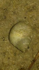 Littorininae