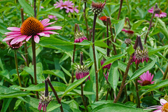 Haplorhynchites aeneus