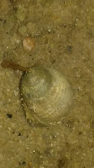 Littorininae