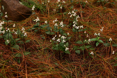 Disperis virginalis
