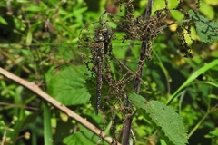 Aeshna mixta