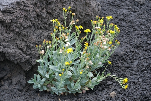 Image of Senecio aethnensis by (c) Peter Burka, some rights reserved (CC BY-SA)