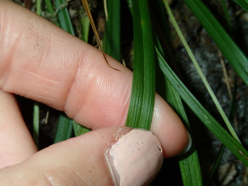 Image of Carex backii by (c) Katherine Baird, some rights reserved (CC BY)