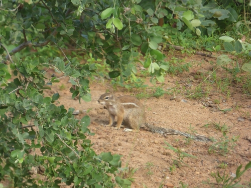 Striped Ground Squirrel