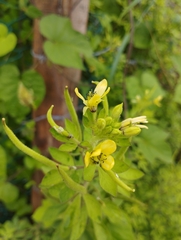 Cleome viscosa