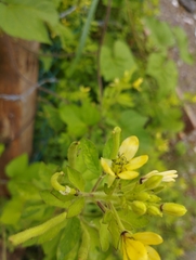 Cleome viscosa