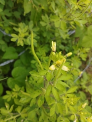 Cleome viscosa