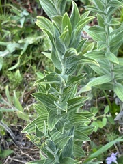 Lithospermum parviflorum
