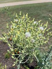 Lactuca sativa longifolia