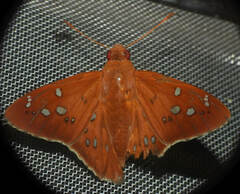 Dyscophellus sebaldus