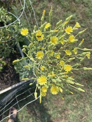 Lactuca sativa longifolia