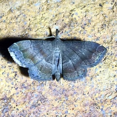 Phalaenostola larentioides