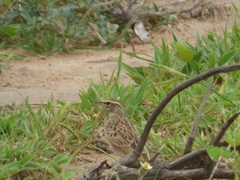 Galerida modesta