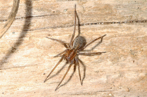 Hobo Spider photo 4