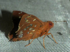 Dyscophellus sebaldus