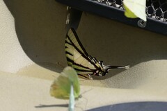 Protographium epidaus