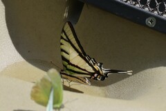 Protographium epidaus