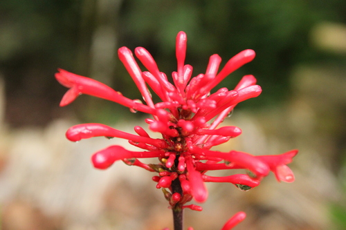 Odontonema strictum iNat (3)