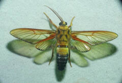 Sarosa
