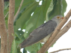 Cuculus gularis