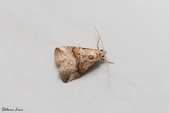 Zebeeba falsalis